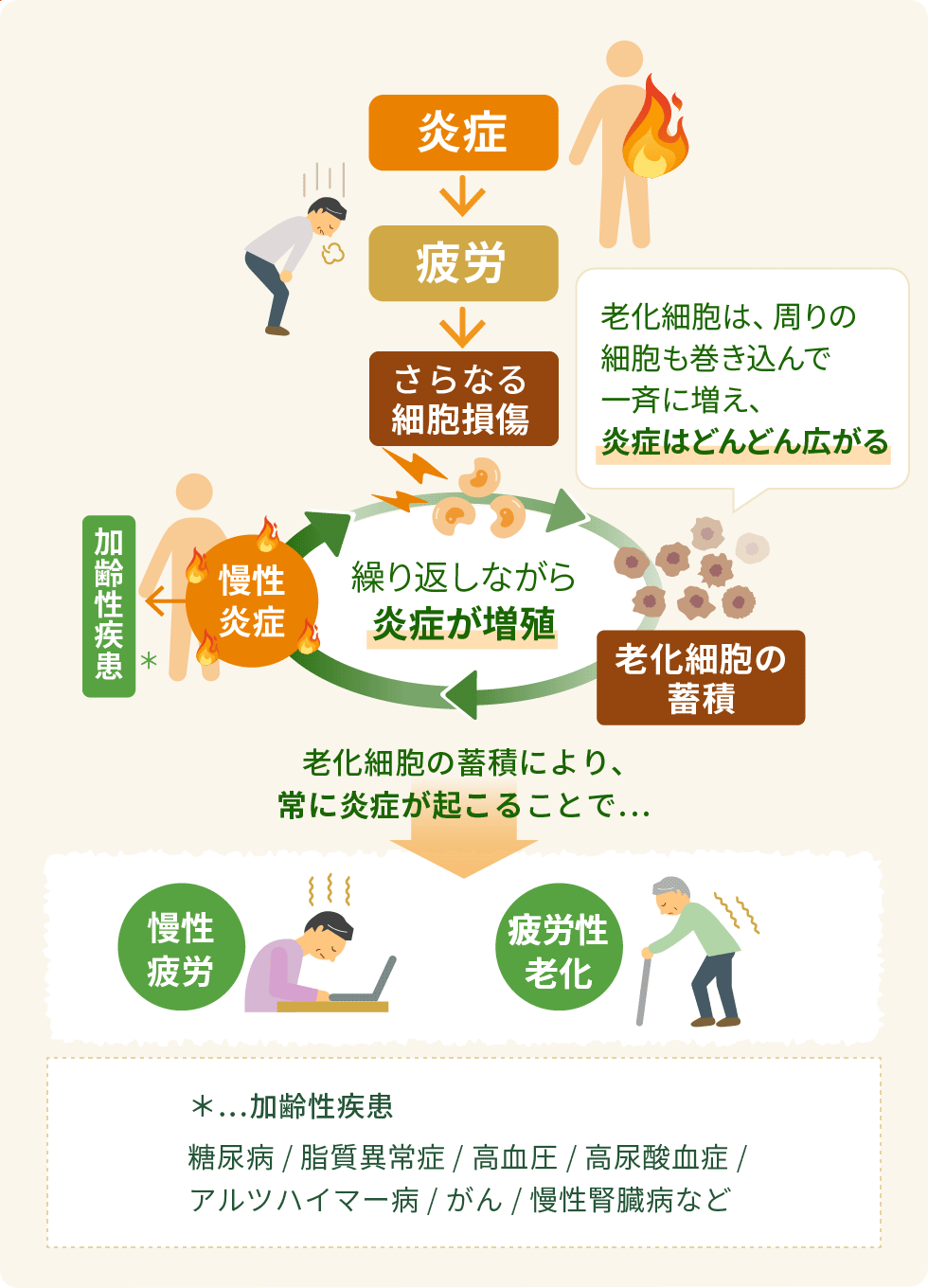 「炎症」と「老化細胞」の蓄積が繰り返されることで老化を促進