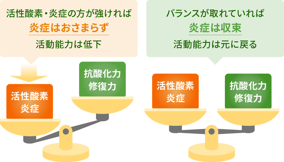 「活性酸素と炎症」VS. 「抗酸化力と修復力」バランスがとれていれば、炎症は正常に収束する