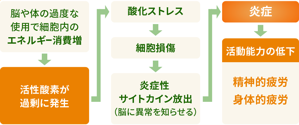 疲労のメカニズム