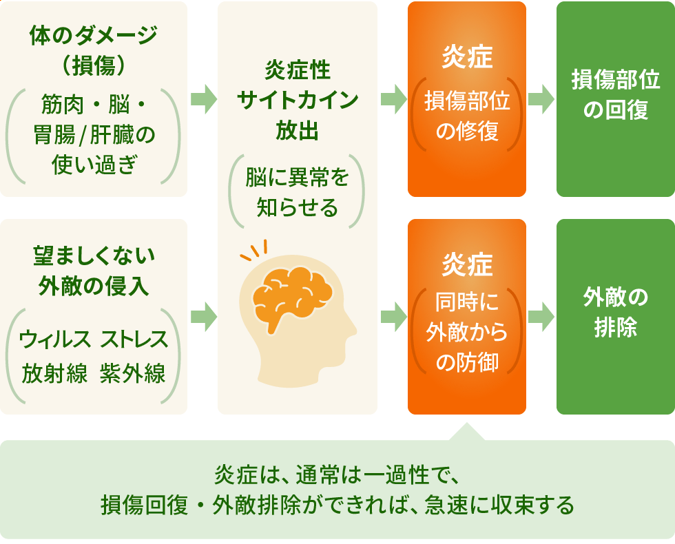 修復のための重要な働きでもある「炎症」