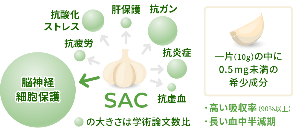 S-アリルシステインの機能